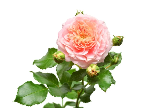 Rosa Rosa Fiore Con Bocciolo Isolato Sfondo Bianco Biglietto Nuziale — Foto Stock