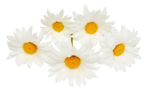 Beyaz Arka Planda Yaprağı Olan Beyaz Papatya Çiçekleri Düz Yerde — Stok fotoğraf