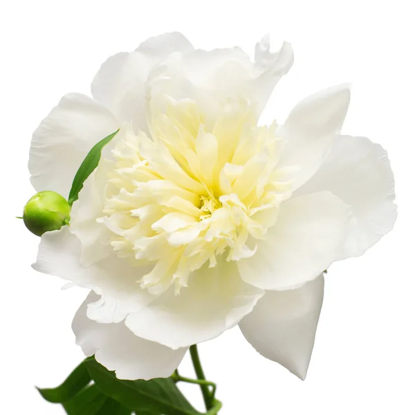 Peônia Flor Isolada Fundo Branco Padrão Floral Objecto Deitado Plano — Fotografia de Stock