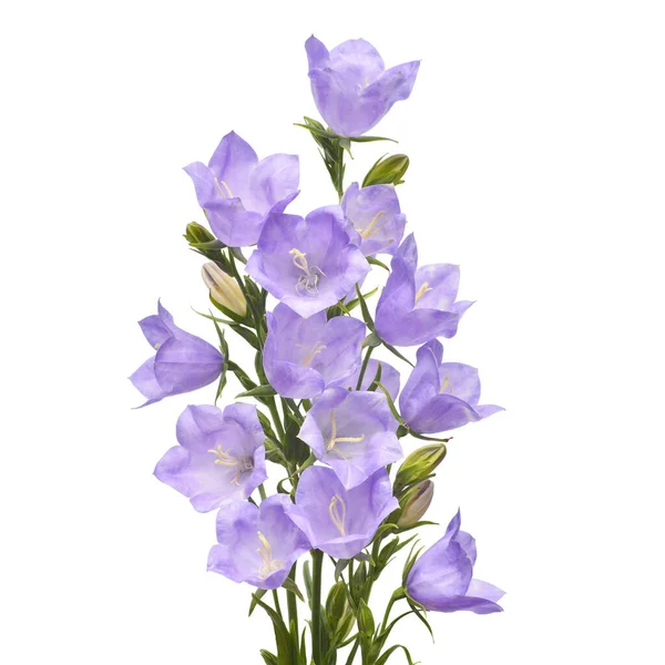 Violette Glockenblumen Isoliert Auf Weißem Hintergrund Flache Lage Draufsicht — Stockfoto