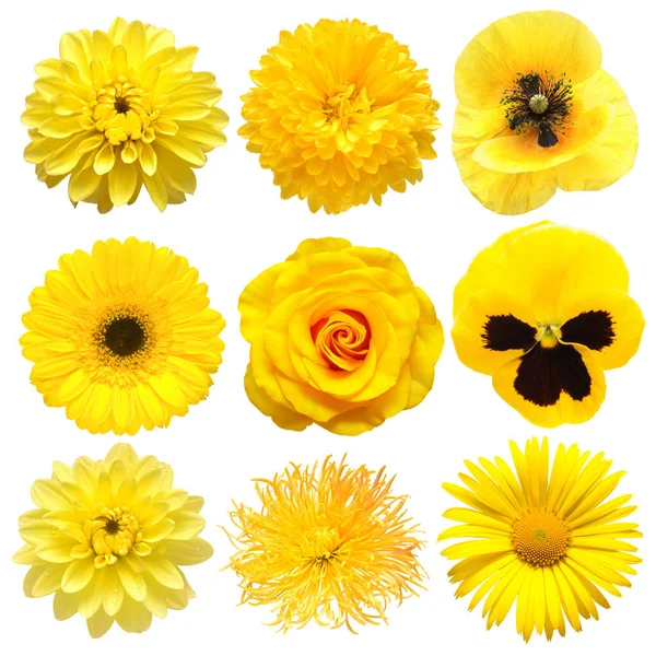 Sammlung Schöner Kopf Gelben Blüten Von Dahlie Gerbera Chrysantheme Stiefmütterchen — Stockfoto
