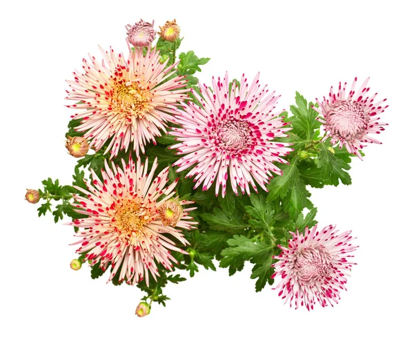 Bukett Rosa Krysantemum Blomma Isolerad Vit Bakgrund Platt Ligg Ovanifrån — Stockfoto