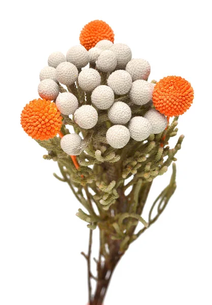 在白色背景上分离的黑斑分生孢子和红斑分生孢子 花科植物干花的漂亮排列 广告和包装花卉业 — 图库照片