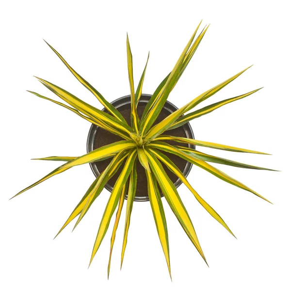 Yucca Filamentosa Färg Vakt Kruka Isolerad Vit Bakgrund Vacker Komposition — Stockfoto