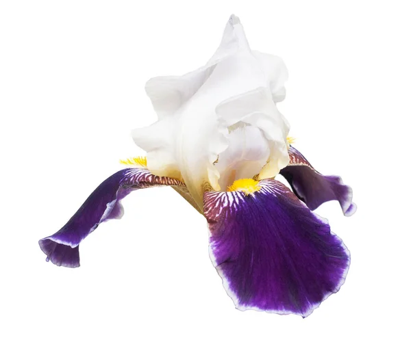 Vit Lila Blomma Iris Isolerad Vit Bakgrund Bröllopskort Platt Ligg — Stockfoto