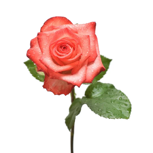 Elegante Rote Rose Mit Vereinzelten Tropfen Auf Weißem Hintergrund Schöne — Stockfoto