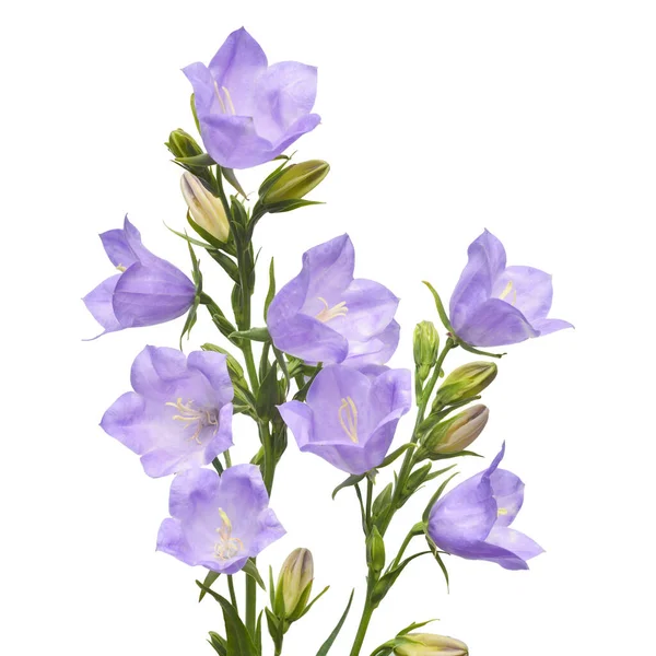 Violette Glockenblumen Isoliert Auf Weißem Hintergrund Flache Lage Draufsicht — Stockfoto