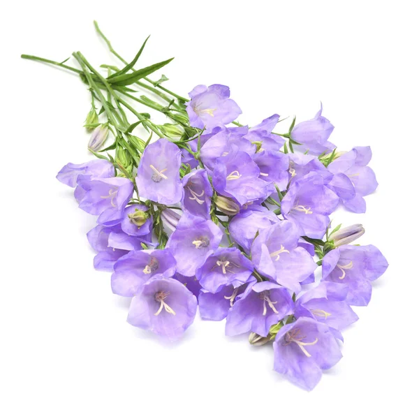 Cloche Violette Fleurs Isolées Sur Fond Blanc Couché Plat Vue — Photo