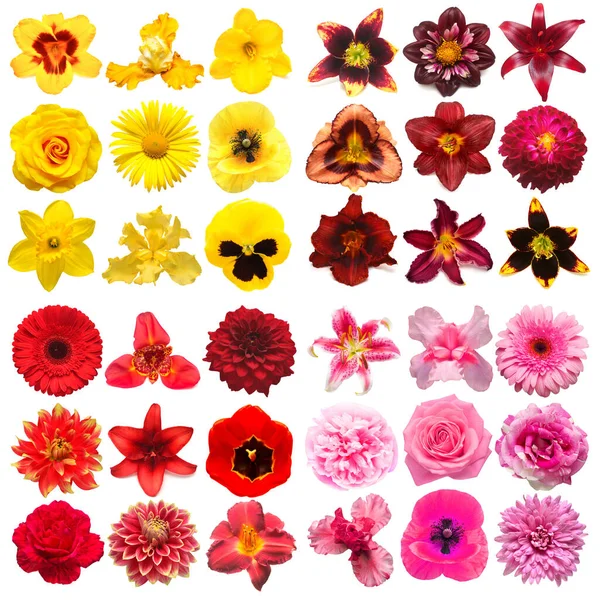 Grande Coleção Várias Flores Cabeça Amarelo Roxo Rosa Vermelho Isolado — Fotografia de Stock