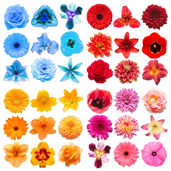 Duży Zbiór Różnych Kwiatów Głowy Pomarańczowy Niebieski Czerwony Różowy Izolowane — Zdjęcie stockowe