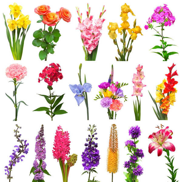 Коллекция лето букет фрезия, гвоздика, гиацинт, лилия, eremurus, гладиолус, колокол, радужная оболочка, нарцисс, флокс, дельфиний изолированы на белом фоне. Вид сверху, плоский
