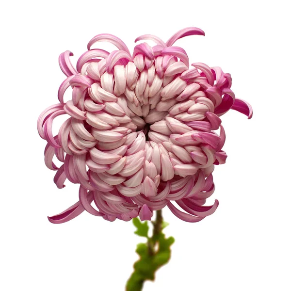 Rosa Kopf Chrysanthemen Blume Isoliert Auf Weißem Hintergrund Florales Muster — Stockfoto