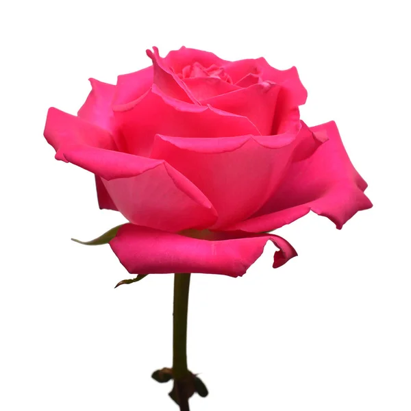 粉红色的玫瑰花朵在白色的背景上隔离开来 商务中广告和包装设计的优美构图 — 图库照片