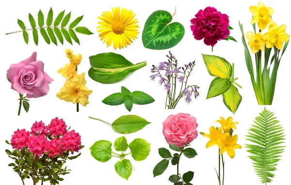 Een Set Elementen Flora Collectie Bloemen Blad Tak Geïsoleerd Een — Stockfoto