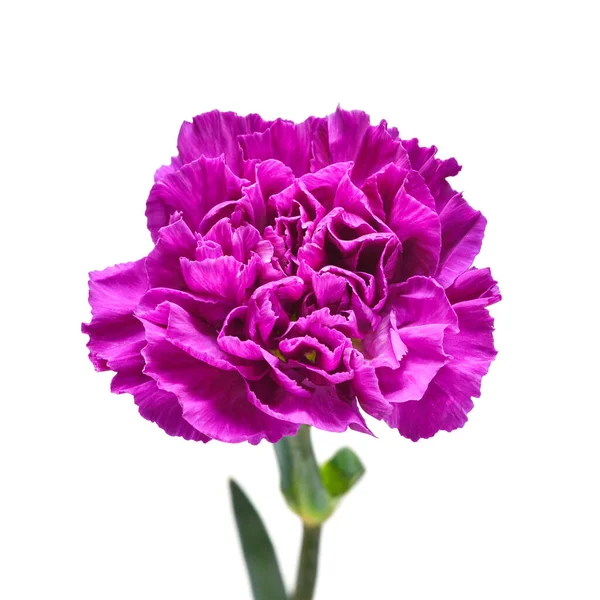 Anjer Bloem Violet Geïsoleerd Witte Achtergrond Prachtige Compositie Voor Reclame — Stockfoto