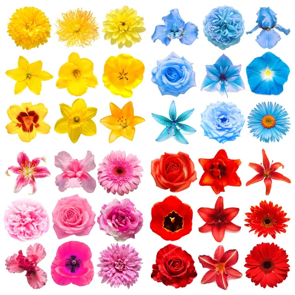 Große Sammlung Von Verschiedenen Kopfblumen Gelb Blau Rot Und Rosa — Stockfoto