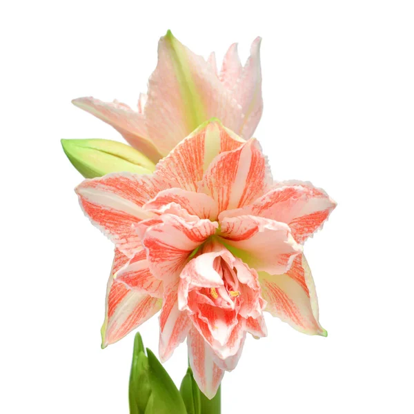 Bukett Amaryllis Orange Blommor Isolerad Vit Bakgrund Blommande Vår Vacker — Stockfoto