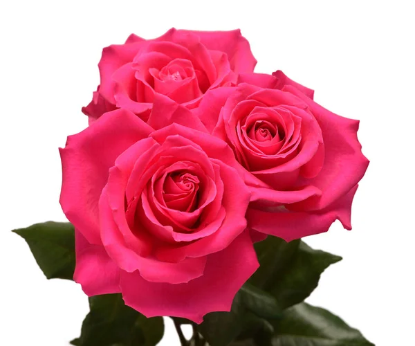 白い背景に孤立した花束ピンクのバラの花 ビジネスにおける広告やパッケージデザインのための美しい組成 — ストック写真