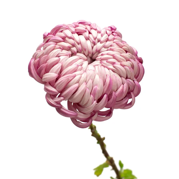 Rosa Kopf Chrysanthemen Blume Isoliert Auf Weißem Hintergrund Florales Muster — Stockfoto