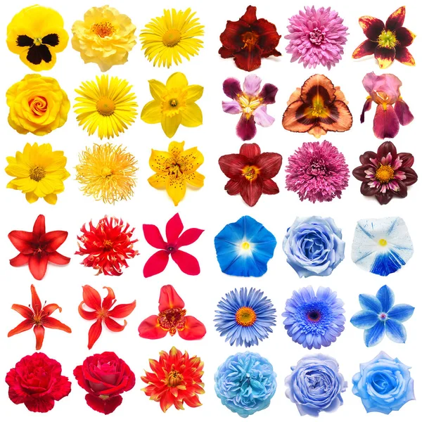 Grote Collectie Van Verschillende Hoofdbloemen Geel Paars Blauw Rood Geïsoleerd — Stockfoto