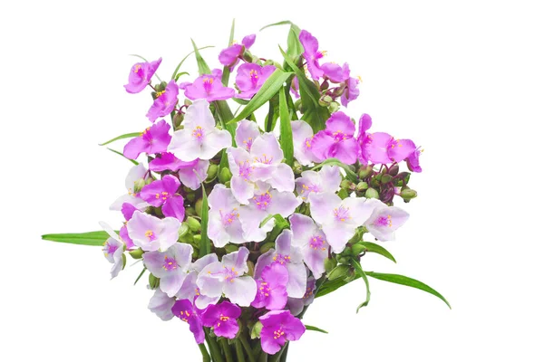 Tradescantia Flores Delicado Bouqet Com Folhas Isoladas Fundo Branco Padrão — Fotografia de Stock