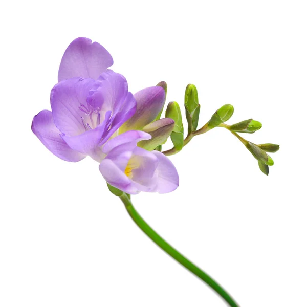 Purple Freesia Isolated White Background Beautiful Flower — Stock Photo, Image