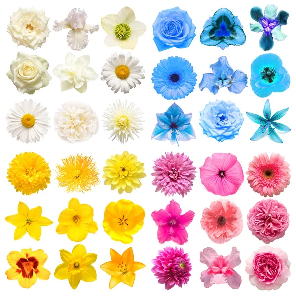 Большая Коллекция Различных Цветков Головы Желтый Синий Белый Розовый Изолированы — стоковое фото