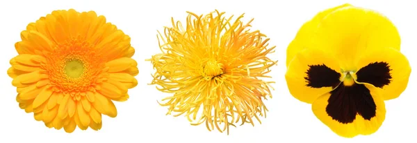 Set Von Gelben Blumen Isoliert Auf Weißem Hintergrund — Stockfoto