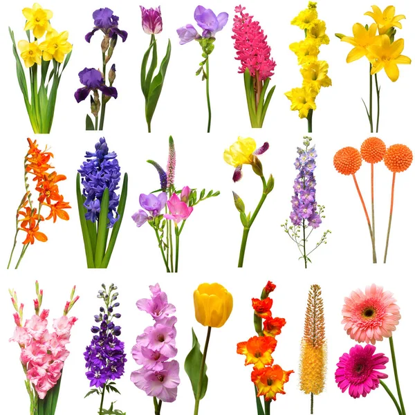 Collectie Van Bloemen Boeket Freesia Hyacint Craspedia Lelie Delphinium Crocosmia — Stockfoto