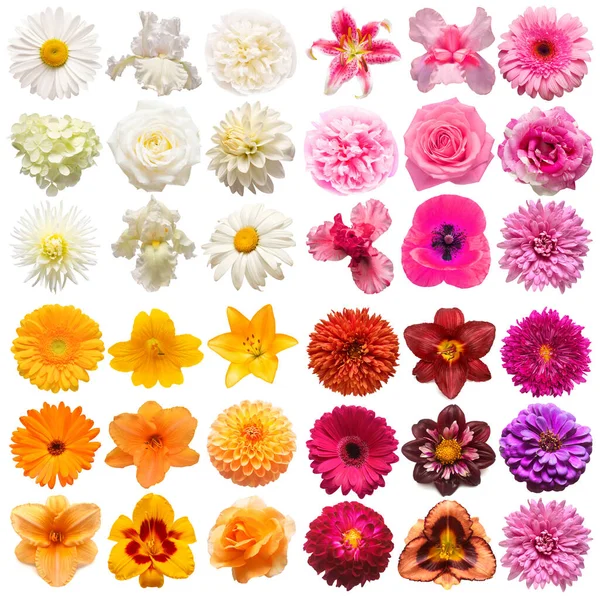 Grote Collectie Van Verschillende Hoofdbloemen Paars Wit Oranje Roze Geïsoleerd — Stockfoto