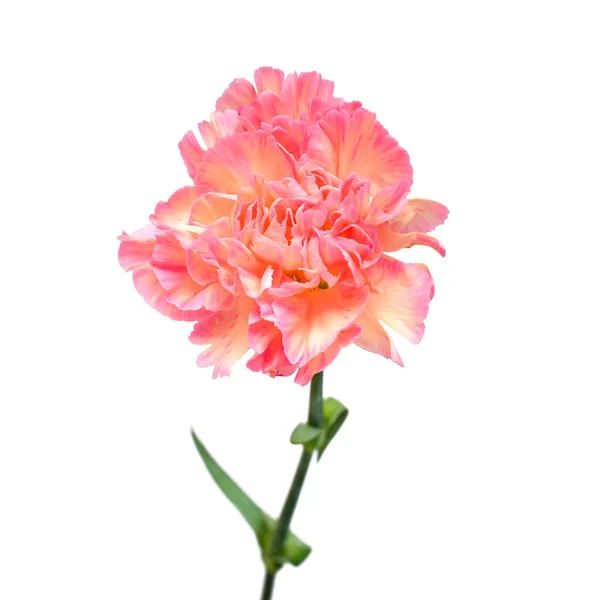 Zarte Nelkenrosa Blume Isoliert Auf Weißem Hintergrund Schöne Komposition Für — Stockfoto
