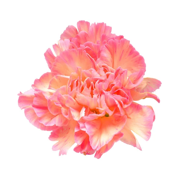 Delicate Anjer Roze Hoofdbloem Geïsoleerd Witte Achtergrond Prachtige Compositie Voor — Stockfoto