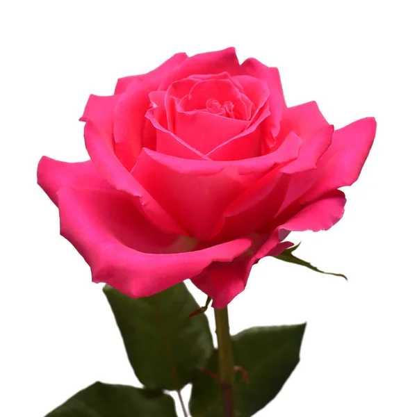Różowy Kwiat Róży Odizolowany Białym Tle Piękna Kompozycja Reklamy Projektowania — Zdjęcie stockowe