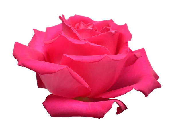Rosa Rosa Flor Aislada Sobre Fondo Blanco Hermosa Composición Para — Foto de Stock