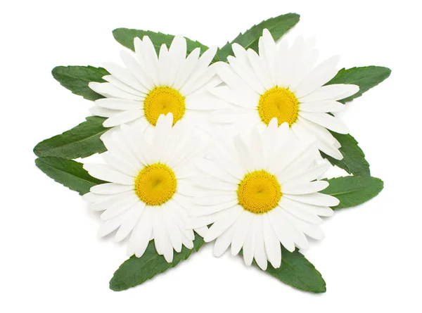 Beyaz Arka Planda Yaprağı Olan Beyaz Papatya Çiçekleri Düz Yerde — Stok fotoğraf