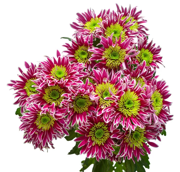Fiore Crisantemo Bouquet Strisce Isolato Sfondo Bianco Fantasia Floreale Oggetto — Foto Stock