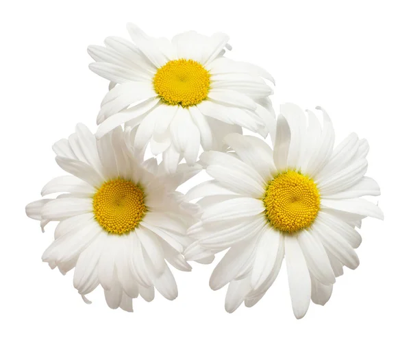 Trois Fleurs Blanches Tête Marguerite Isolées Sur Fond Blanc Belle — Photo