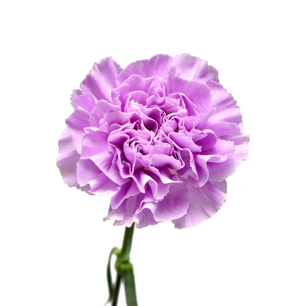 Delicate Carnation Lilac Flower Isolated White Background Beautiful Composition Advertising — Stock Photo, Image