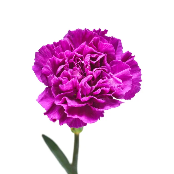 Nelkenblüte Violett Isoliert Auf Weißem Hintergrund Schöne Komposition Für Werbung — Stockfoto