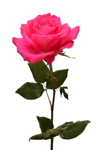 Rose Rose Fleur Isolée Sur Fond Blanc Belle Composition Pour — Photo