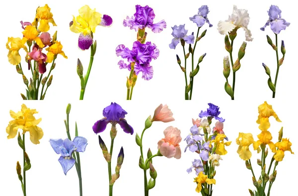 Kollektion Iris Blommor Bukett Flerfärgad Isolerad Vit Bakgrund Sommar Våren — Stockfoto