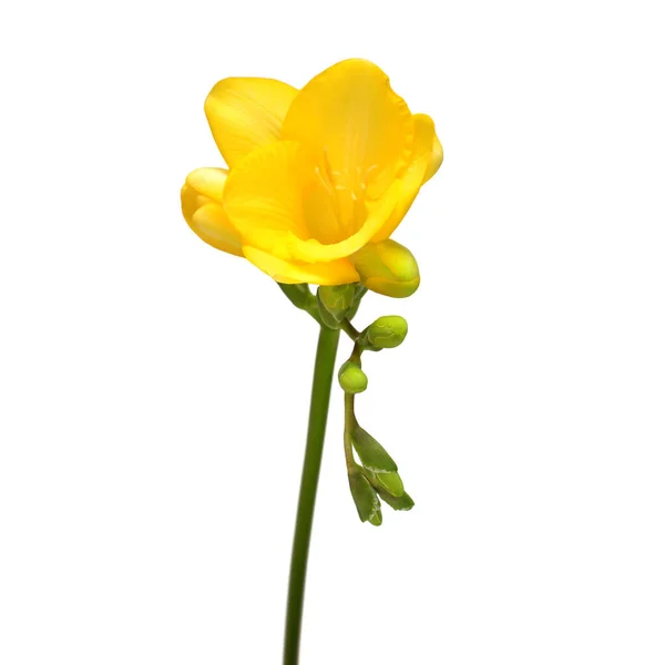 Beyaz Arka Planda Sarı Frezya Izole Edilmiş Güzel Çiçek — Stok fotoğraf