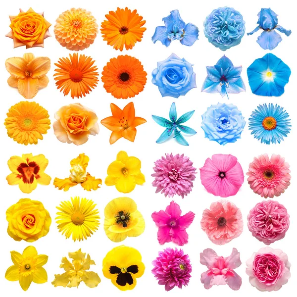 Große Sammlung Von Verschiedenen Kopfblumen Orange Blau Gelb Und Rosa — Stockfoto