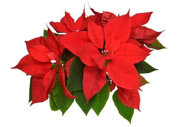 Flores Vermelhas Poinsettia Natal Isolado Fundo Branco Bela Composição Para — Fotografia de Stock