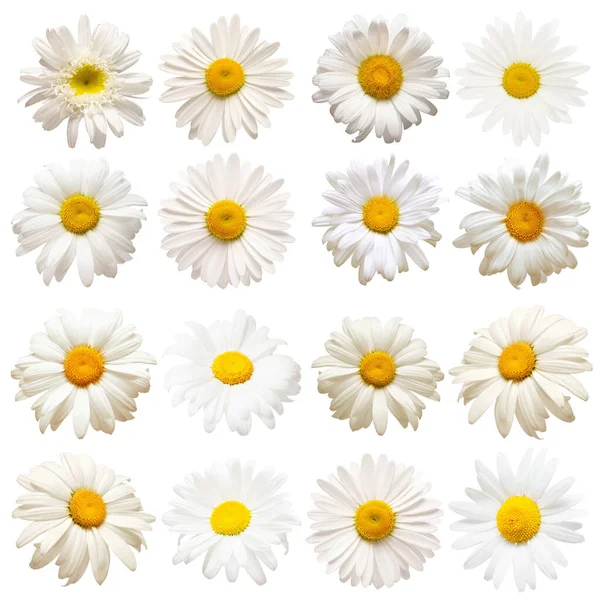 Colección Cabeza Margaritas Flores Aisladas Sobre Fondo Blanco Perfectamente Retocado —  Fotos de Stock