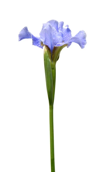 Violett Klocka Blommor Isolerad Vit Bakgrund Platt Ligg Ovanifrån — Stockfoto