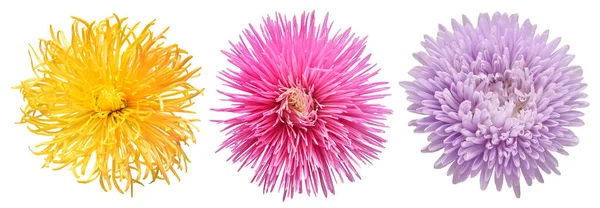 Kollektion Aster Und Chrysanthemenblüten Isoliert Auf Weißem Hintergrund — Stockfoto