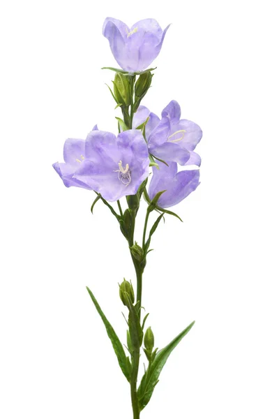 Violett Klocka Blommor Isolerad Vit Bakgrund Platt Ligg Ovanifrån — Stockfoto