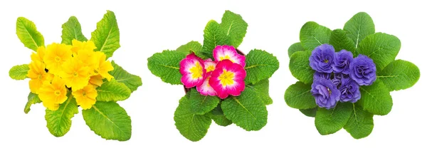 Gyűjtemény Primula Virágok Elszigetelt Fehér Háttér Lapos Fekvésű Felülnézet — Stock Fotó