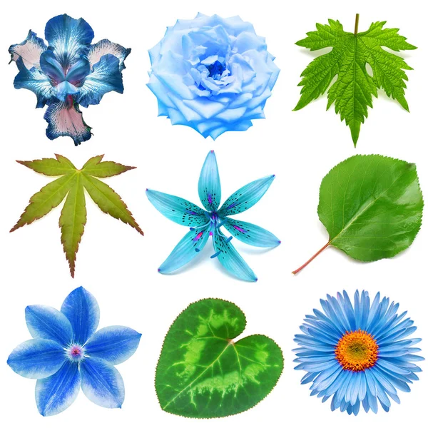 Modré Květy Hlava Sbírka Krásné Sedmikrásky Duhovky Lilie Růže Klematis — Stock fotografie